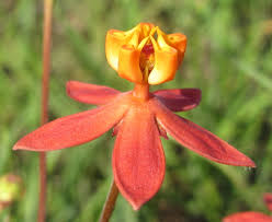 Image result for Stathmostelma fornicatum