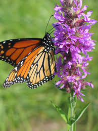 Maybe you would like to learn more about one of these? New England Is Losing Its Native Plants Researchers Say It S Time To Stop And Smell The Wildflowers Wbur News