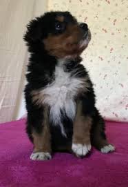 You have arrived at the only site you will ever need when you are ready to add a purebred puppy to your family. English Shepherd Puppies For Sale Happy Valentines Day Happyvalentinesday2016i
