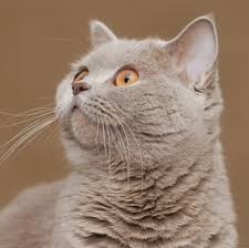 Kedi Cinsleri Ve Kedi Turleri Hakkinda Her Sey Pet Ihtiyac