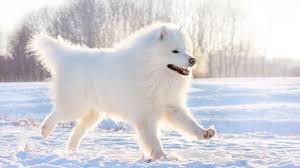 Dog healthcare costs can be extremely expensive. Winter Dog Grooming Petpartners Pet Insurance