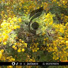 Image result for Acacia nilotica