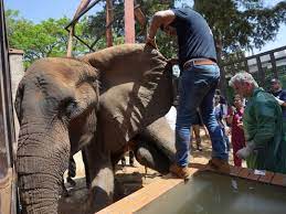Foreign veterinarians save sick elephant at Pakistani zoo | Pakistan – Gulf News