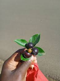 Image result for Dovyalis macrocalyx