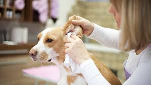 Typically, ear mites will also cause a dry black ear. Ear Mites In Dogs Symptoms Treatment Purina