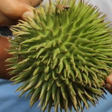 Benarkah buah durian belanda mempunyai kebaikannya yang tersendiri seperti yang sering. Khasiat Daun Durian Belanda Yang Bermanafaat Untuk Mengubati Penyakit