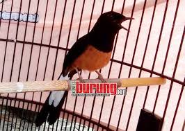 Kedua burung ini sengaja diberi 100 jangkrik sebelum lomba untuk meningkatkan stamina dan membuat murai batu bongkar isian. Murai Batu Gazebo Gaco Baru Chandra Buktikan Kehebatannya Di Anniversary Naura Depok Kontesburung Com