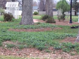 Natural elements, from flora and fauna to privacy trees, stonework, and water features all make for a far more inviting space for your future guests (not to mention a restful. What To Plant In Greensboro Natural Areas Diana Digs Dirt