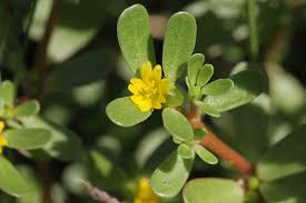 Image result for Portulaca oleracea