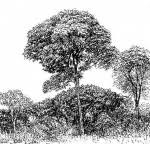 Image result for Brachystegia longifolia