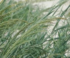 Image result for Panicum kalaharense