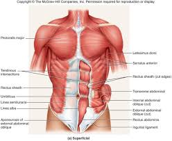 Using layers to sculpt changes in the forms while raising the arms. Stomach Muscle Chart Veten