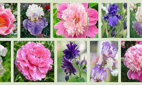 Climate Zone 6 Planting Border Ideas Perennial Planting Perennial Combination Spring Borders Summer Companion Planting Spring Plants Rose Companion Plants