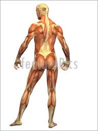 There are different types of muscle, and some are controlled automatically by the autonomic you have more than 600 muscles in your body! Illustration Of Human Body Muscle Male Front