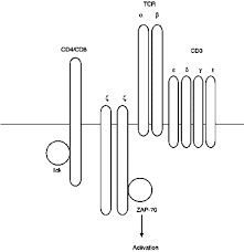 Protein Kinase Zap 70 An Overview Sciencedirect Topics