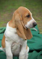 Image result for švycký honič