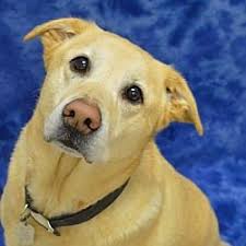 Thank you for considering adoption! Available Pets At Oregon Humane Society In Portland Oregon Labrador Retriever Pet Adoption Dog Adoption