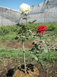 We did not find results for: Using Grafting Method One Plant Can Grow Two Colors Here Are The White And Red Roses Roses Fl Grafting Roses How To Grow Roses In Potatoes Grafting Plants