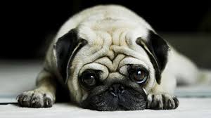 Dog wallpapers, backgrounds, images 1366x768— best dog desktop wallpaper sort wallpapers by: Pug Dog Hd Wallpaper For Laptop Posted By John Johnson