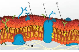 Maybe you would like to learn more about one of these? Plasma Membrane Of A Cell Definition Function Structure Video Lesson Transcript Study Com