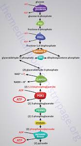 Glycolysis Process Of Glucose Utilization And Homeostasis