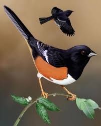Large Brown Bird With Black And White Wings Eastern Towhee Bird Photo Beautiful Birds Eastern