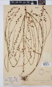 Image result for Rhynchotropis poggei