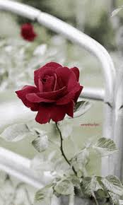 20 high quality flowers animation images in different resolutions. Beautiful Flower Gifs Get The Best Gif On Giphy