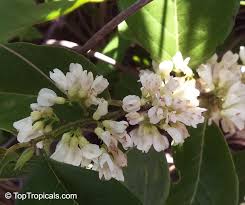 Image result for Dalbergia acutifoliolata