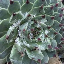 It was first described in england but its origin is not clear. How To Treat Mealybugs On Succulents Fast Successful Fix