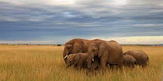 Simba Safari | Tanzania | Adventure World NZ