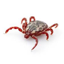 After i squashed it and looked at it under a magnifying glass. Blood Sucking Bugs Insight Pest Solutions