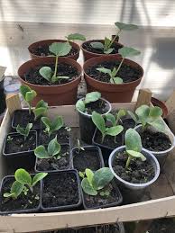 Comment Demarrer Un Jardin En Permaculture Potager Permaculture Planter Des Courgettes