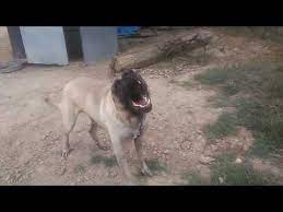 kopek havlamasi sesleri kangal anadolu aslani coban kopegi kizgin kopek havlarken urmesi videolari youtube kopek coban kopegi aslan