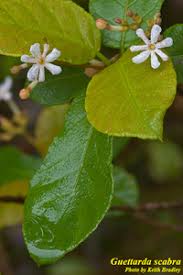 Image result for Guettarda