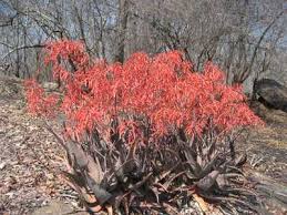 Image result for Aloe buchananii