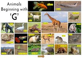 Check spelling or type a new query. Animals That Start With G