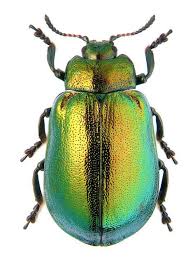 Black Beetle Like Bug In House Posts About Insect House On Beetle Insect Insects Beautiful Bugs