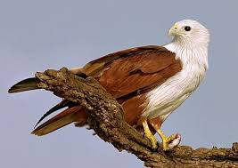 Red Back Sea Eagle Brahmin Kite Trivandrum Kerala India Wildlife Sanctuary Sea Birds Bird Life List