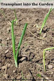 Growing Onions From Seed 5 Tips For A Great Harvest Growing Onions Planting Onions Growing Onions From Seed