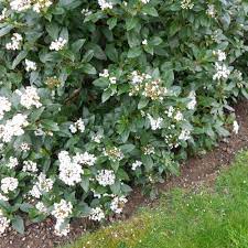 Luckily, hedge plants can help! Viburnum Tinus Hedge Plants Laurustinus Eve Price Best4hedging
