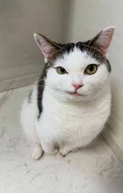 Half Tabby Half White Cat