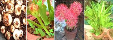 Image result for Scadoxus pole-evansii