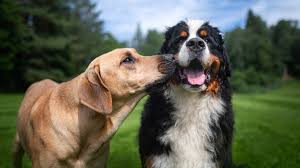 International dog day first began in the us, when it was started by pet & family lifestyle expert colleen paige. 75ggwg7hean3em