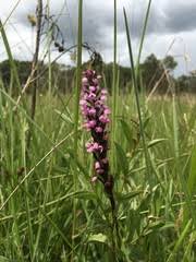 Image result for Brachycorythis velutina