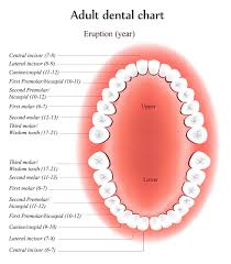 How Many Teeth Are There In The Adult Human Mouth