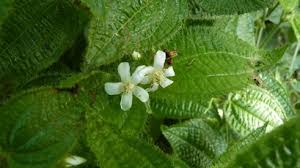 Image result for Blotiella crenata