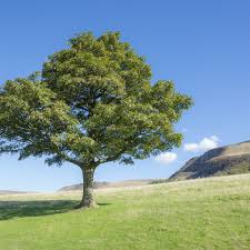 You can download free tree png images with transparent backgrounds from the largest collection on pngtree. What If Everyone In The World Planted A Tree Bbc Ideas