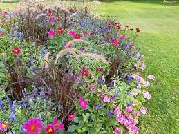 un modele de massif rose et bleu facile a reproduire pour une floraison du debut de l ete jusqu aux gelees massif fleurs plante annuelle arroser plante