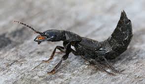 The bendable abdomen rises and curls forward, like a scorpion's. Devil S Coach Horse Norfolk Wildlife Trust